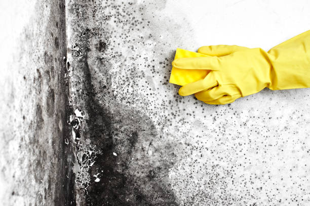 Mold Testing and Removal in Lennox, CA