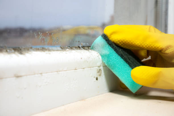 Best Certified Mold Removal  in Lennox, CA
