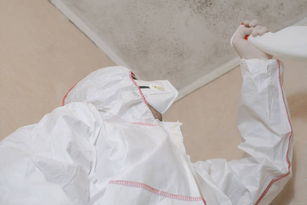Home Mold Removal in Lennox, CA