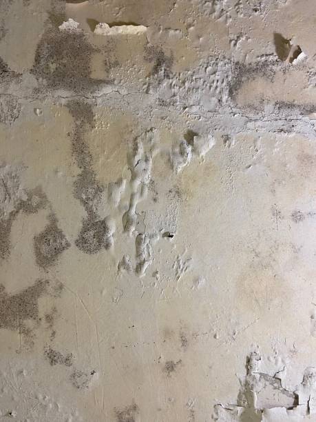 Professional Mold Removal in Lennox, CA
