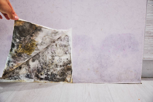 Office Mold Removal Services in Lennox, CA